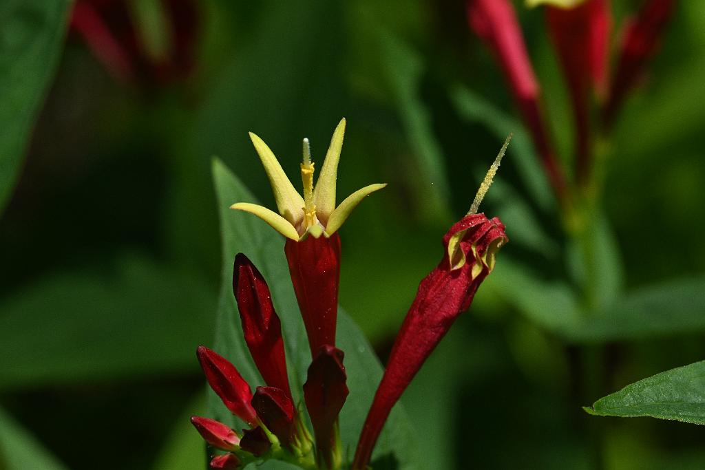 2025-06219133 Tower Hill Botanic Garden, MA.JPG - Indian Pink (Spigelia marilanddica). New England Botanic Garden at Tower Hill, MA, 6-21-2025